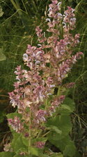Salvia scalrea