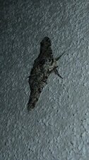 Boarmie crétée ou Boarmie glabre Alicis jubata.Noctuelle.