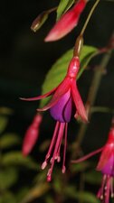 Fuchsia de Magellan