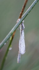Agrion au lever du jour