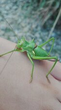 Epphipigere carénée ( Uromenus rugosicollis )