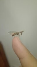 Mantispe commune ( Mantispa styriaca )
