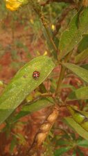 Coccinelle 