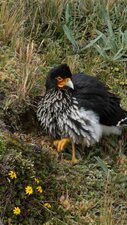 Caracara, Phalcoboenus carunculatus