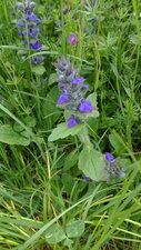 Bugle rampante, Ajuga reptans
