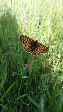 Papillon, la mélitée orangée