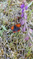 Papillon, le cuivré commun