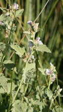 Guimauve officinale