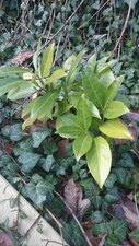 Buisson vert