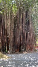 Arbre à lianes