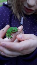 Rainette verte - grenouille arboricole