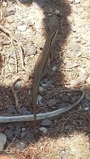 lézard à identifier
