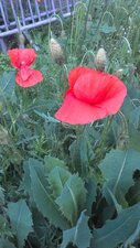 Coquelicot, Papaver rhoeas