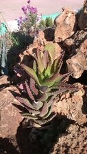 Aloès sp.
