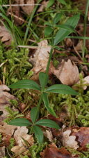 Rubia peregrina