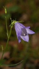 Campanule étalée - sous réserve