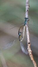 Couple d