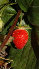 Fruit de mara des bois