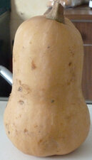 Butternut (doubeurre)