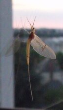 Ephémère sp.