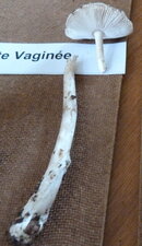 Amanite vaginée