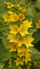 Lysimachia