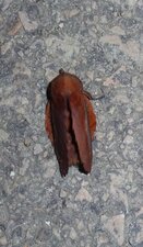 Gastropacha quercifolia.Noctuelle