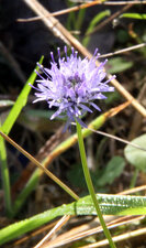 Jasione
