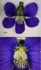 Violette papilionacée-la fleur