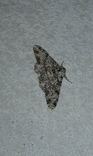 Boarmie crétée ou Boarmie glabre Alicis jubata.Noctuelle.