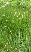 Herbe ?