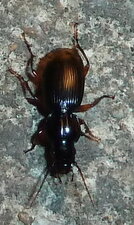 Pterostichus madidus