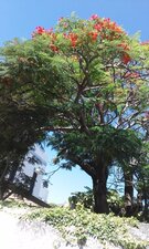 Le Flamboyant fleuri