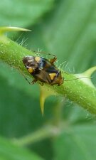 Lygus pratensis.