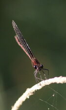 Pourquoi calopterix "hémorroïdal" ?