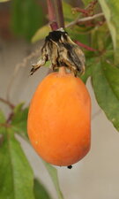 Fruit de passiflore