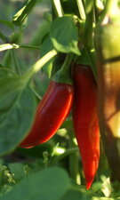 Piment moins doux...