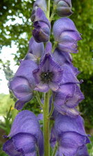 Aconite bleue