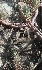 Lézard des murailles, Podarcis muralis