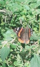 Vulcain, Vanessa atalanta