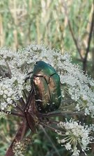 Cetoine Dorée, Cetonia Aurata