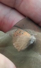 Cuivré commun, Lycaena phlaeas