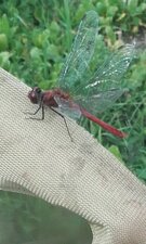 Sympétrum sanguin, Sympetrum sanguineum