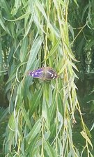 Grand Mars Changeant, Apatura iris