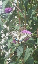 Machaon, Papilio machaon