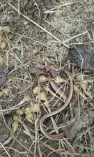 Orvet fragile, Anguis fragilis