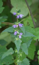 Campanule gantelée