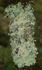 Lichen