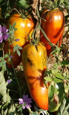Tomate "cornue des Andes"