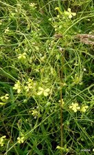 Colza sauvage Synapis arvenis.